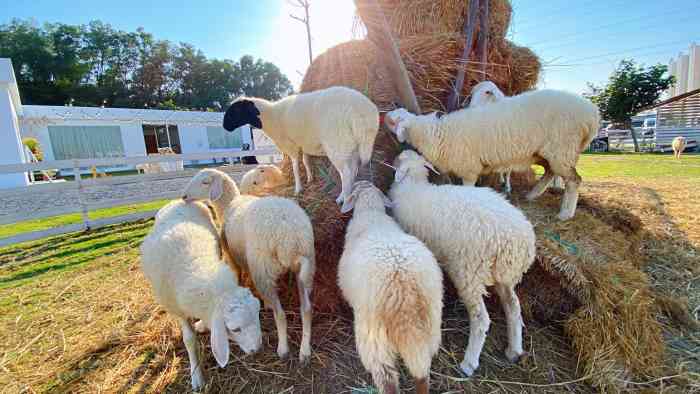 honey cc绵羊牧场摄影基地(番禺南村店)-"开车过来有停车场,虽然地方