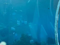 -海棠湾洲际-涛·海底餐厅·美人鱼·自助餐·海底隧道