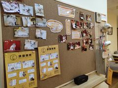 -滚猫咖啡·猫咖·猫友好撸猫(未来城店)