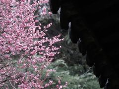 -梅花山(明孝陵内)