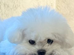 -foodoo芙多松饼店