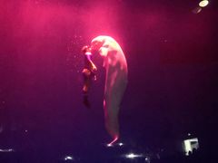 -芜湖新华联大白鲸海洋公园