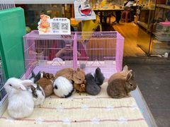 -苏州市皮市街花鸟工艺品市场