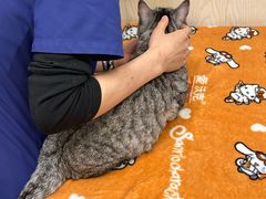 -凯特喵百思猫专科医院