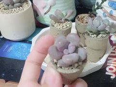 -中环花鸟鱼虫市场
