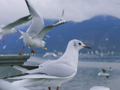 -海埂大坝