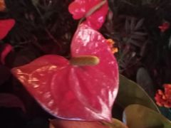 -静岸花卉园艺(三星坊店)