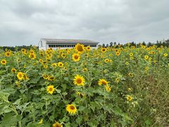 -瑶湖郊野森林公园