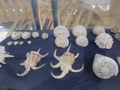 -上海海洋大学鱼文化博物馆(军工路校区)