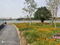 -海珠湖公园