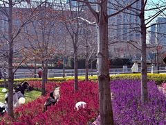 -北外滩滨江绿地