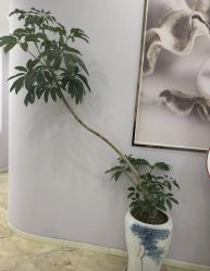 -紫琪尔胸部养护中心