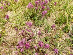 -扁都口生态休闲旅游区
