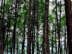 -硗碛藏寨·神木垒景区