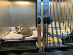 -PETKIT 小佩宠物·低压洗护·美容·寄养(安远店)