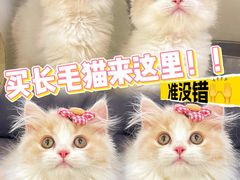 -lincat·猫舍(广州店)
