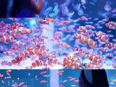 -海合安成都极地海洋公园