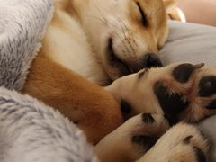 -浣熊柯尔鸭土拨鼠·电玩咖