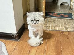 -米苏动物医院·犬猫专科·骨科外科内窥镜