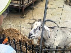 -神户市立六甲山牧场