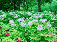 -莲花池公园