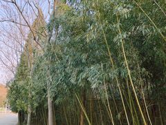 -龙口南山旅游景区