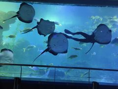 -青岛海底世界-水族馆