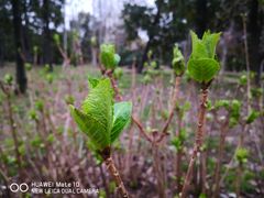-上海共青森林公园