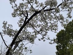 -高东镇樱花园