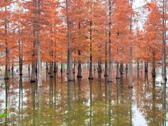 -白鹭湾湿地公园