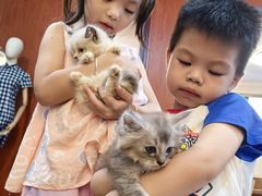 -楼上猫咖(罗湖店)