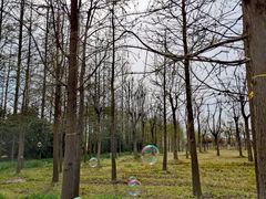 -上海长兴岛郊野公园