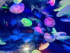 -太平洋海底世界