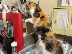 -猫色咖啡·猫咖
