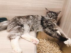 -飞行喵MR PILOT|猫舍·猫咖(静安大融城店)