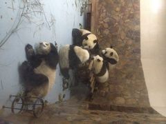 iphone_upload_pic-蜀九香火锅(彩虹店)