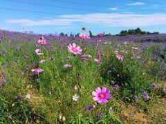 -紫颐香薰山谷景区