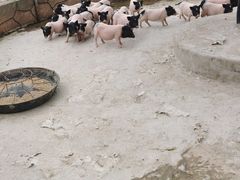 -北戴河集发农业梦想王国