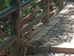 -苏州上方山国家森林公园