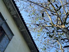 -三圣花乡旅游区