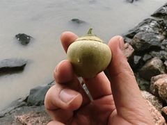 -福田红树林生态公园