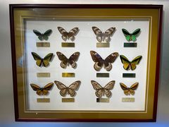 -上海昆虫博物馆