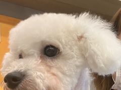 -PETKIT 小佩宠物·低压洗护·美容·寄养(安远店)