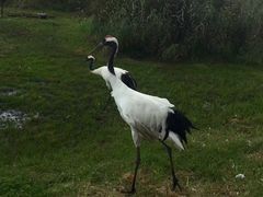 -钏路市丹顶鹤自然公园