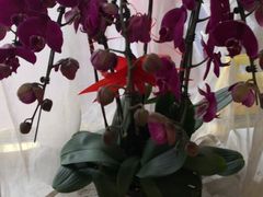 -天正河鲀·河豚亭(大连店)