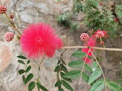 -西双版纳原始森林公园