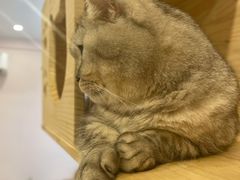 -猫咪派对(江南西店)