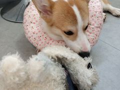 -汪说·狗咖(旺城大厦店)