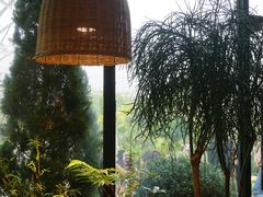 -自由生长植物工作室(深港花卉中心店)