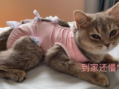 -北京观赏动物医院·24小时大型综合·猫专科·异宠专科